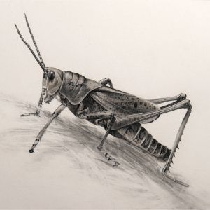 Graphite on Bristol Board</br>10 x 8&rdquo;</br>2010